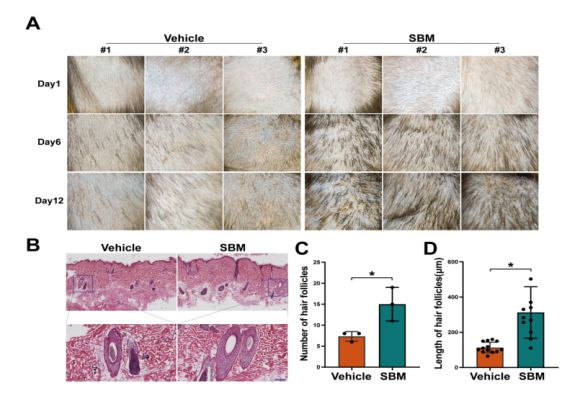 诗碧曼精华液（SBM）促进食蟹猴毛发再生和毛囊发育