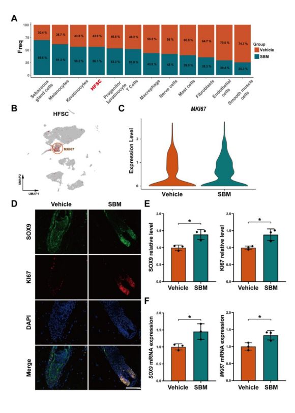 诗碧曼精华液（SBM）上调毛囊干细胞（HFSC）中SOX9和MKI67的表达