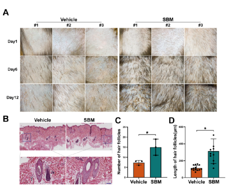 诗碧曼精华液(SBM)促进食蟹猴毛发再生和毛囊发育