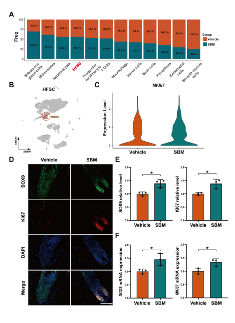 诗碧曼精华液(SBM)上调毛囊干细胞(HFSC)中SOX9和MKI67的表达