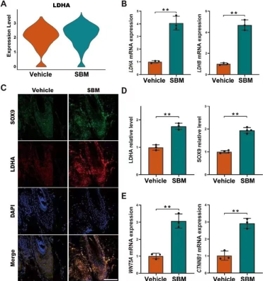 诗碧曼精华液(SBM)上调毛囊干细胞乳酸代谢