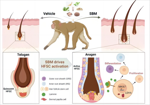 诗碧曼精华液(SBM)通过上调乳酸脱氢酶激活食蟹猴毛囊干细胞进而促进毛发再生的示意图